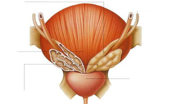 anatomía da próstata